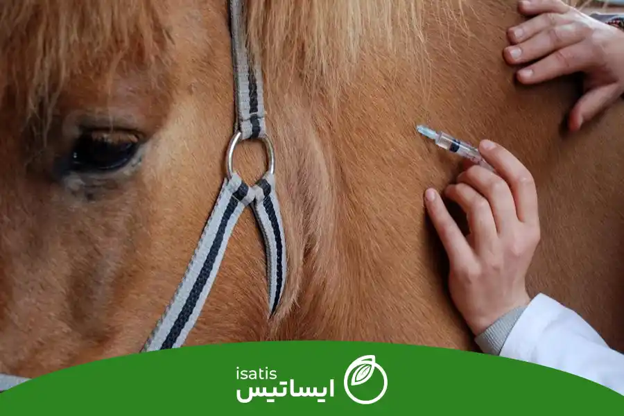 راههای درمان کولیک اسب