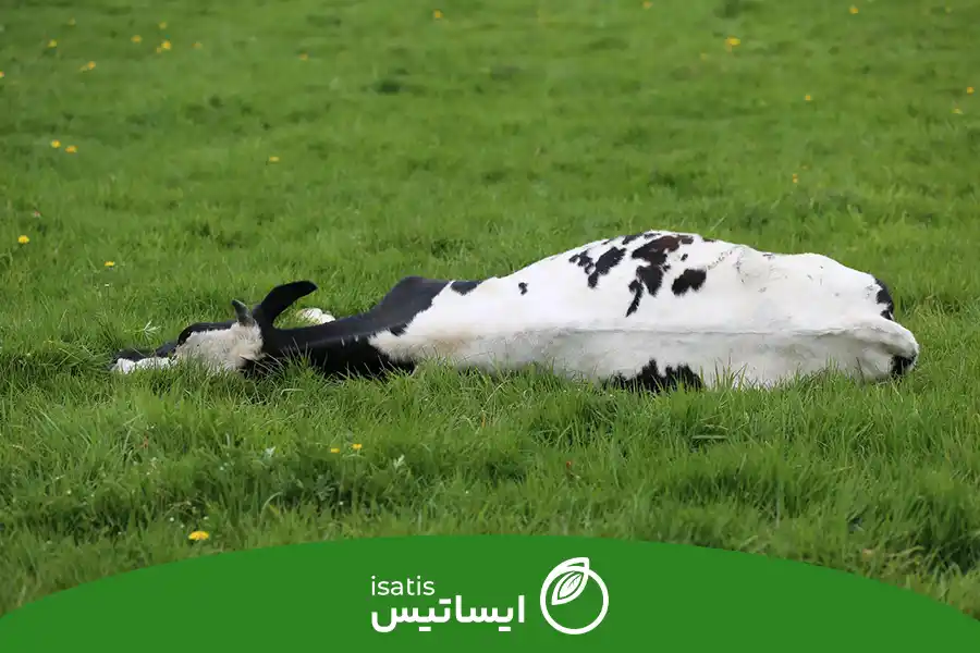 نفخ معده گاو
